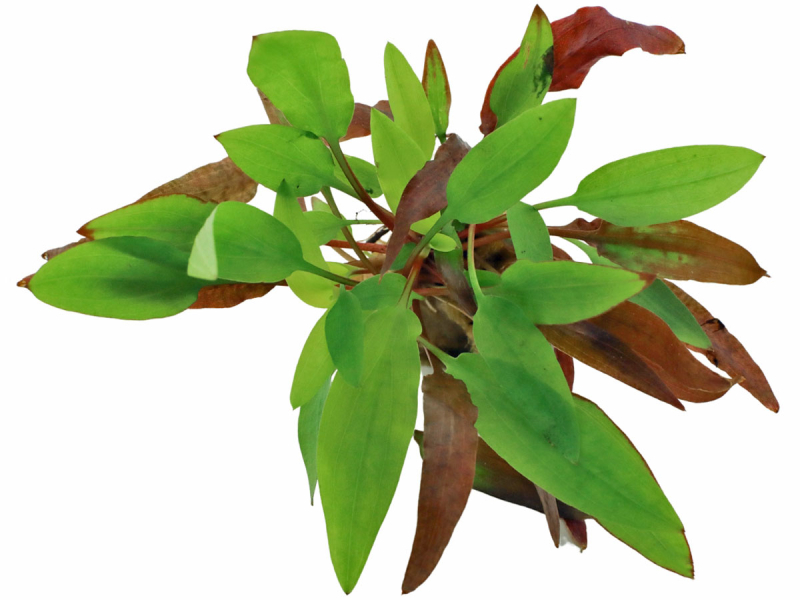 Preview: Orangener Wasserkelch - Cryptocoryne affinis ' Dark Orange'